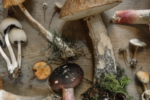 various types of mushrooms