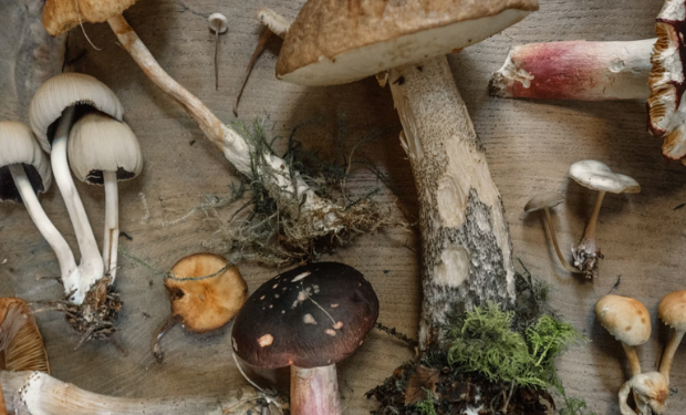various types of mushrooms
