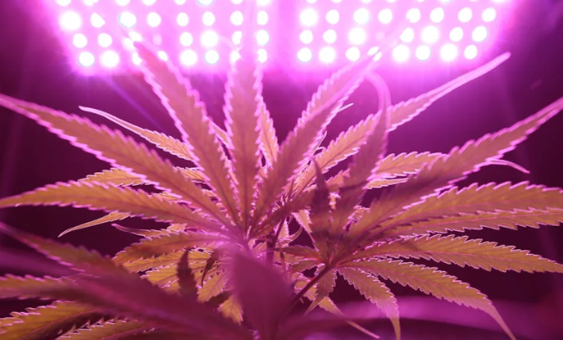 cannabis growing under heat lamp