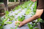 Common Issues in Herb Cultivation