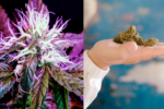 cannabis flower