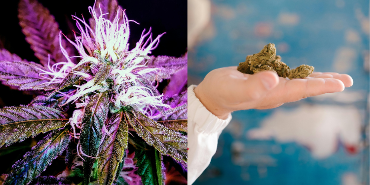 cannabis flower