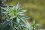 Uses of the Cannabis Plant