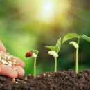10 Things to Know About Fertilizers in Agriculture